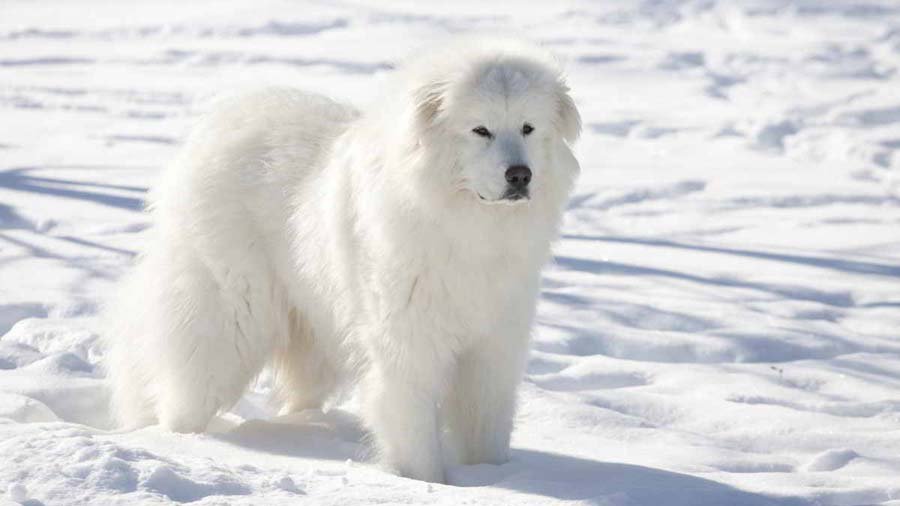 Great Pyrenees Adult